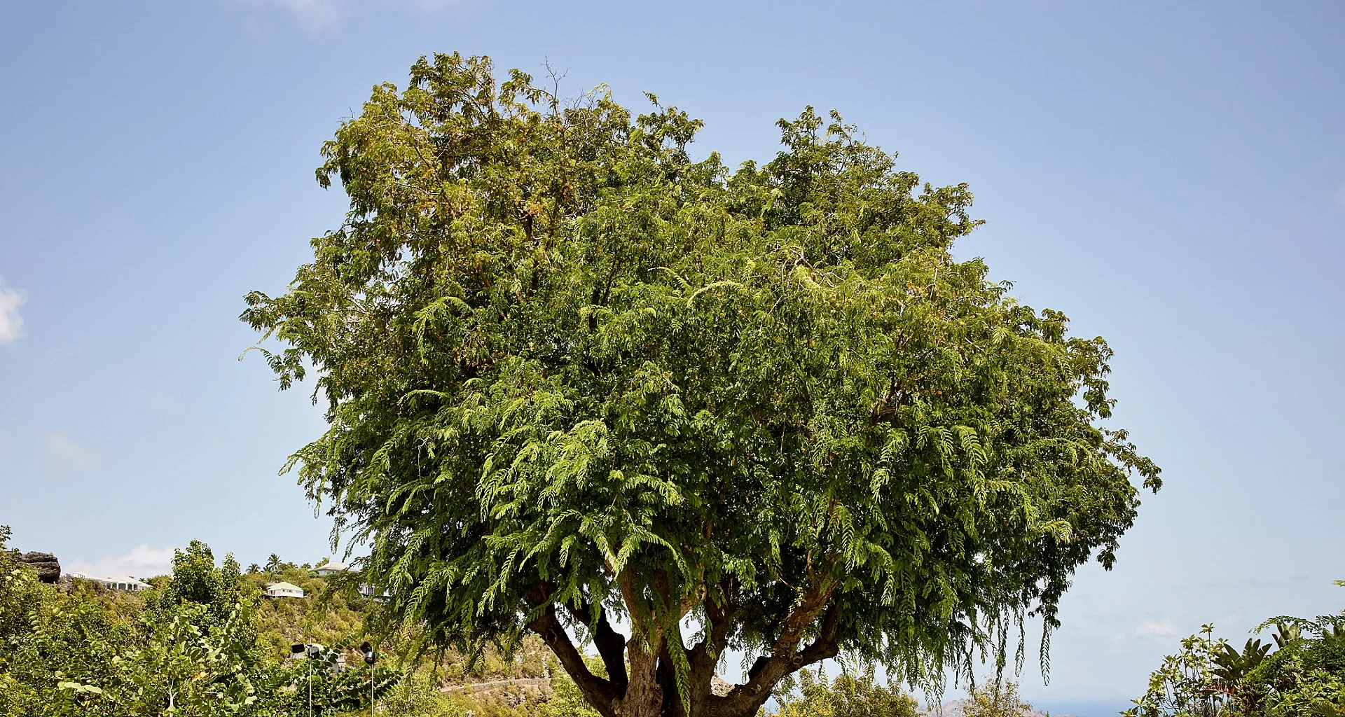 GH8-header at Villa Fleur de Tamarin in St Barts - St Barts luxury vacation rental