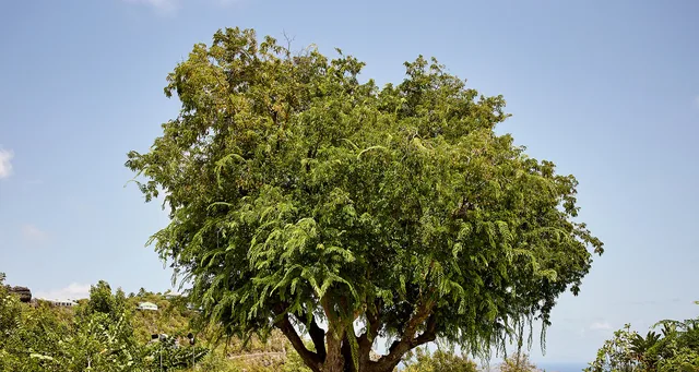 GH8-header at Villa Fleur de Tamarin in Colombier - St Barts luxury vacation rental
